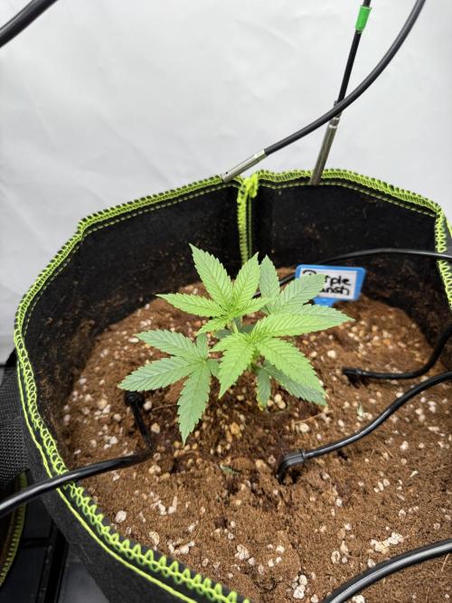 Purple Punsh Superstrainseeds. Week 3