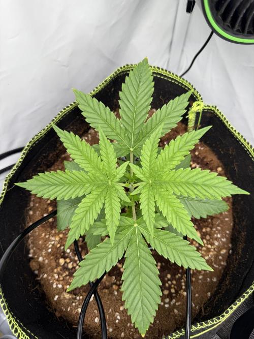 Apple Gelato Superstrainseeds. Week 3