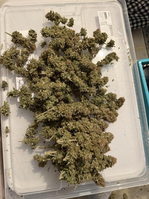 Gelato 33 & 24K Gold. Week 17