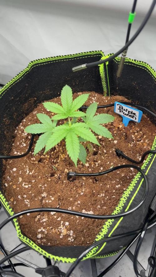 Purple Punsh Superstrainseeds