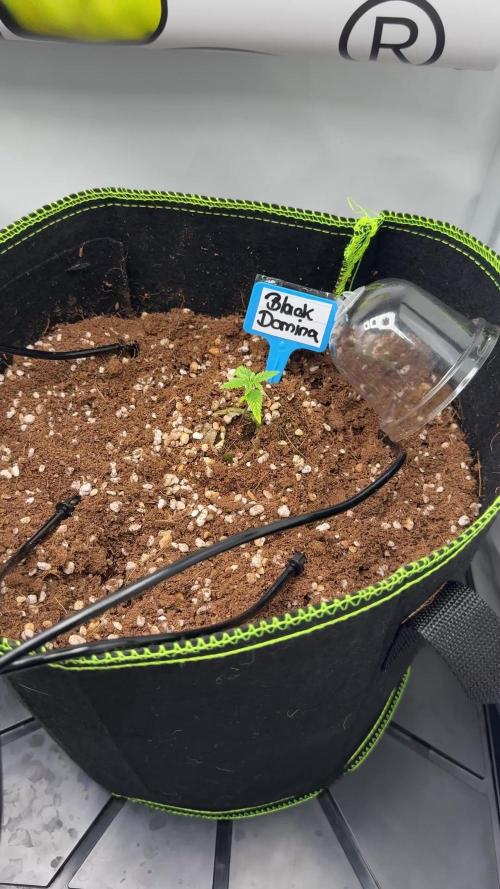 Black Domina Superstrainseeds