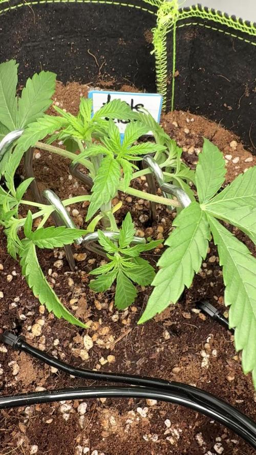 Apple Gelato Superstrainseeds