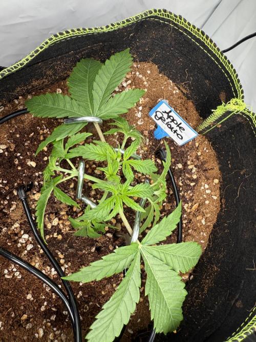 Apple Gelato Superstrainseeds. Week 3