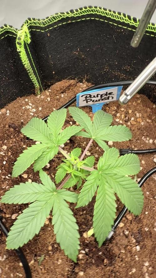 Purple Punsh Superstrainseeds