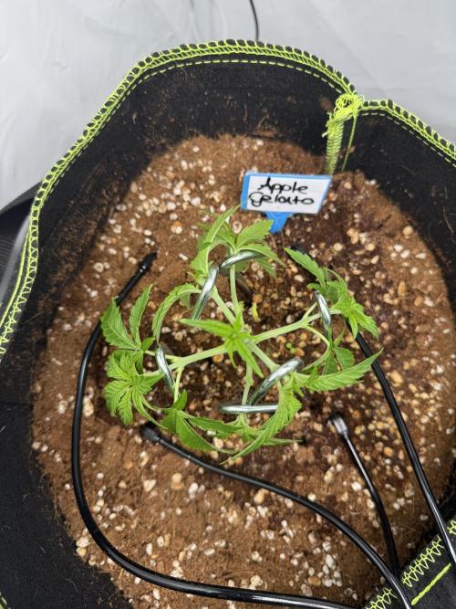 Apple Gelato Superstrainseeds. Week 4