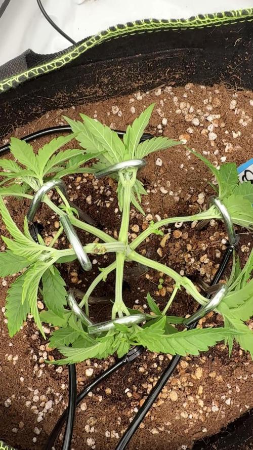 Apple Gelato Superstrainseeds