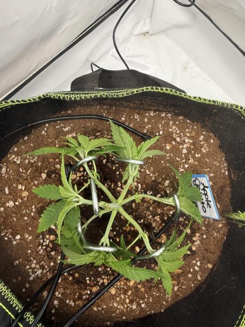 Apple Gelato Superstrainseeds. Week 4