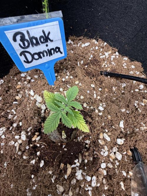 Black Domina Superstrainseeds. Week 4