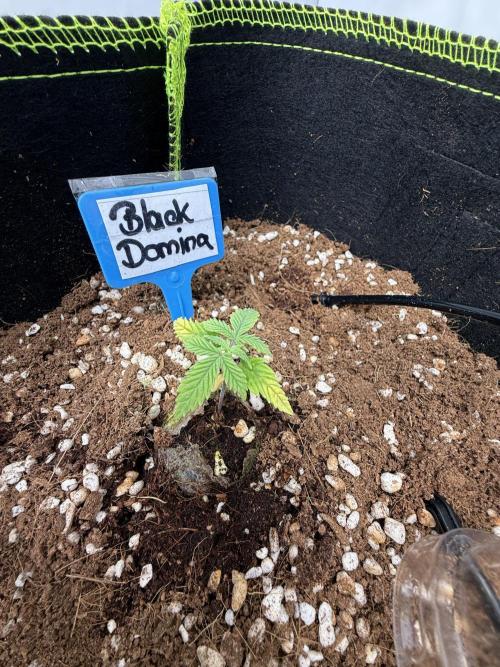 Black Domina Superstrainseeds. Week 4