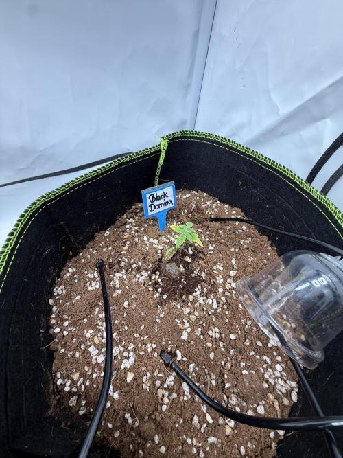 Black Domina Superstrainseeds. Week 4