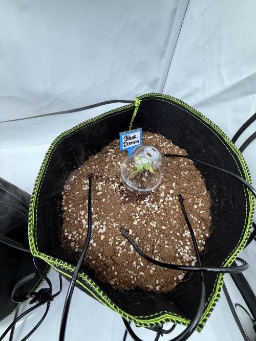 Black Domina Superstrainseeds. Week 4