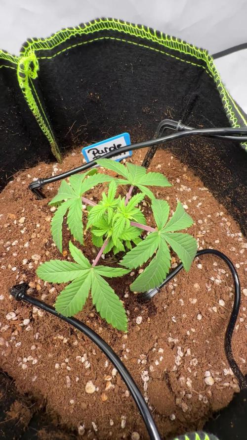 Purple Punsh Superstrainseeds