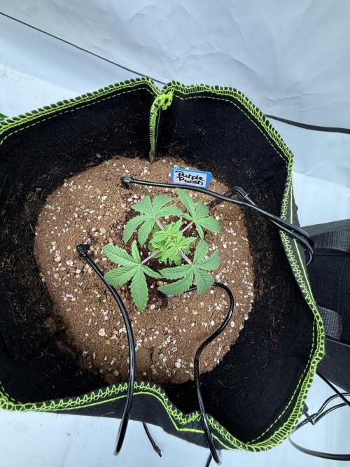 Purple Punsh Superstrainseeds. Week 4