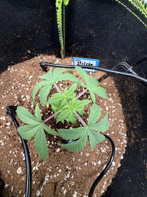 Purple Punsh Superstrainseeds. Week 4