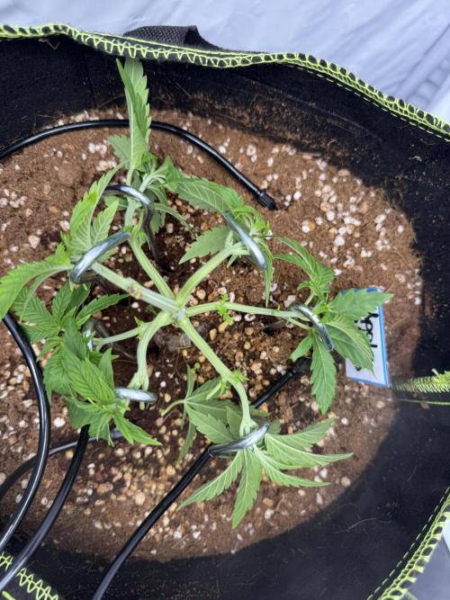 Apple Gelato Superstrainseeds. Week 4