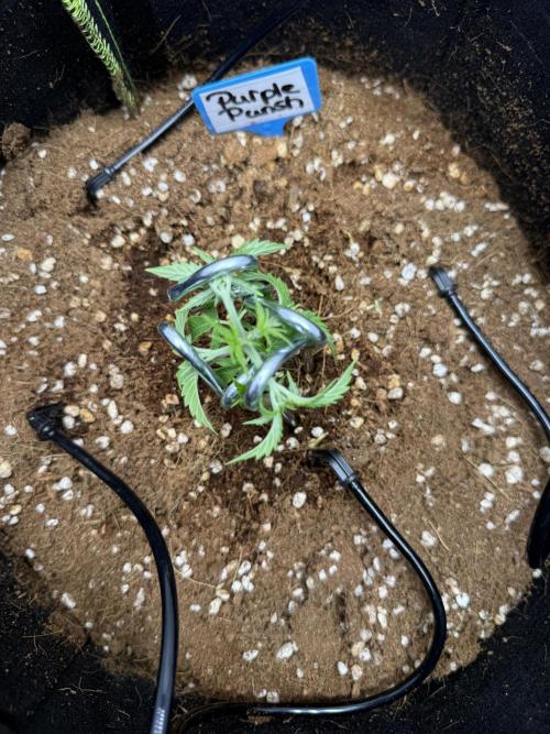 Purple Punsh Superstrainseeds. Week 4