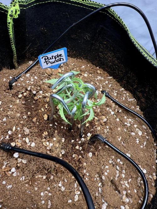 Purple Punsh Superstrainseeds. Week 4