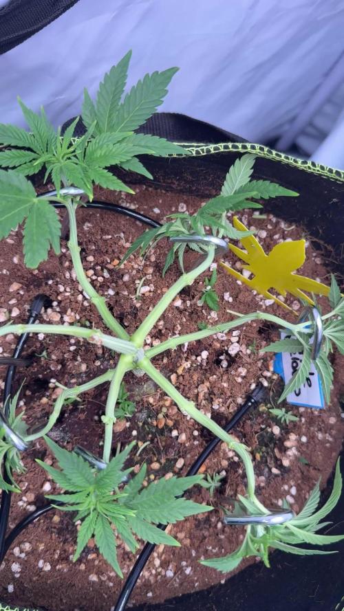 Apple Gelato Superstrainseeds