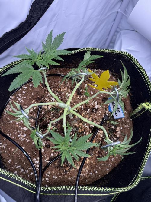 Apple Gelato Superstrainseeds. Week 5