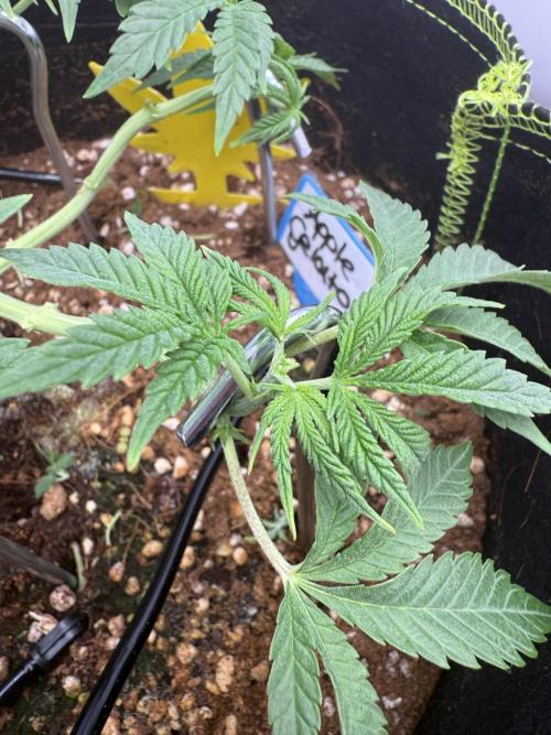 Apple Gelato Superstrainseeds. Week 5