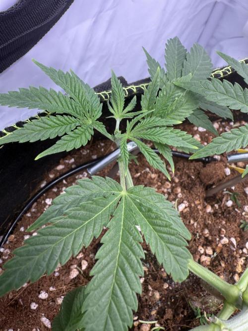 Apple Gelato Superstrainseeds. Week 5