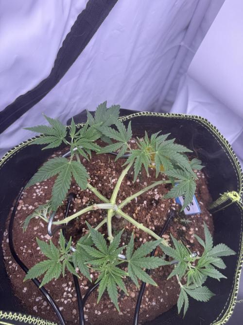 Apple Gelato Superstrainseeds. Week 5