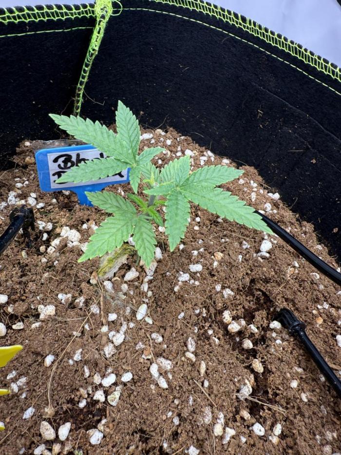 Black Domina Superstrainseeds. Week 6
