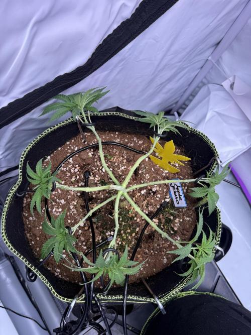 Apple Gelato - Super Strains. Week 6