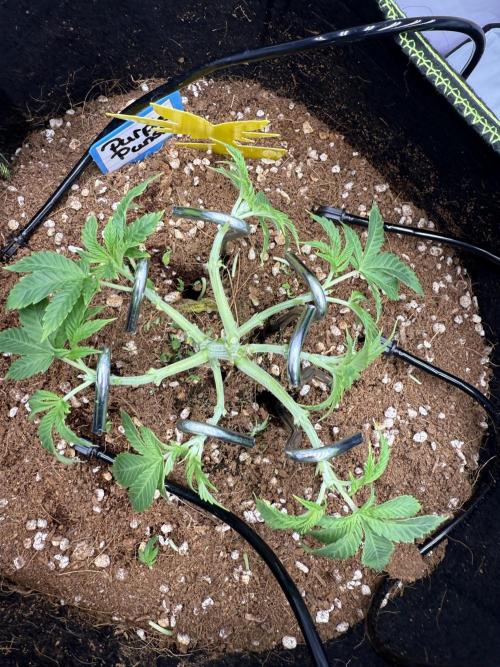 Purple Punsh Superstrainseeds. Week 5