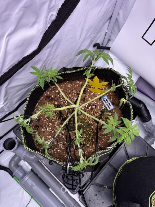 Apple Gelato - Super Strains. Week 6