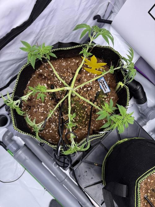 Apple Gelato - Super Strains. Week 6