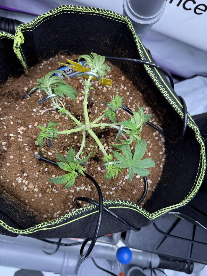 Purple Punch - Super Strains. Week 6