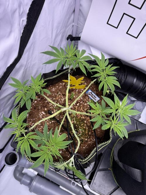 Apple Gelato - Super Strains. Week 7