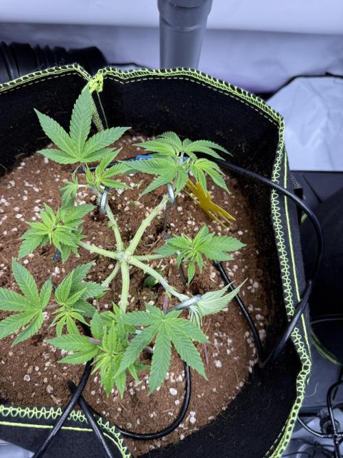 Purple Punch - Super Strains. Week 7