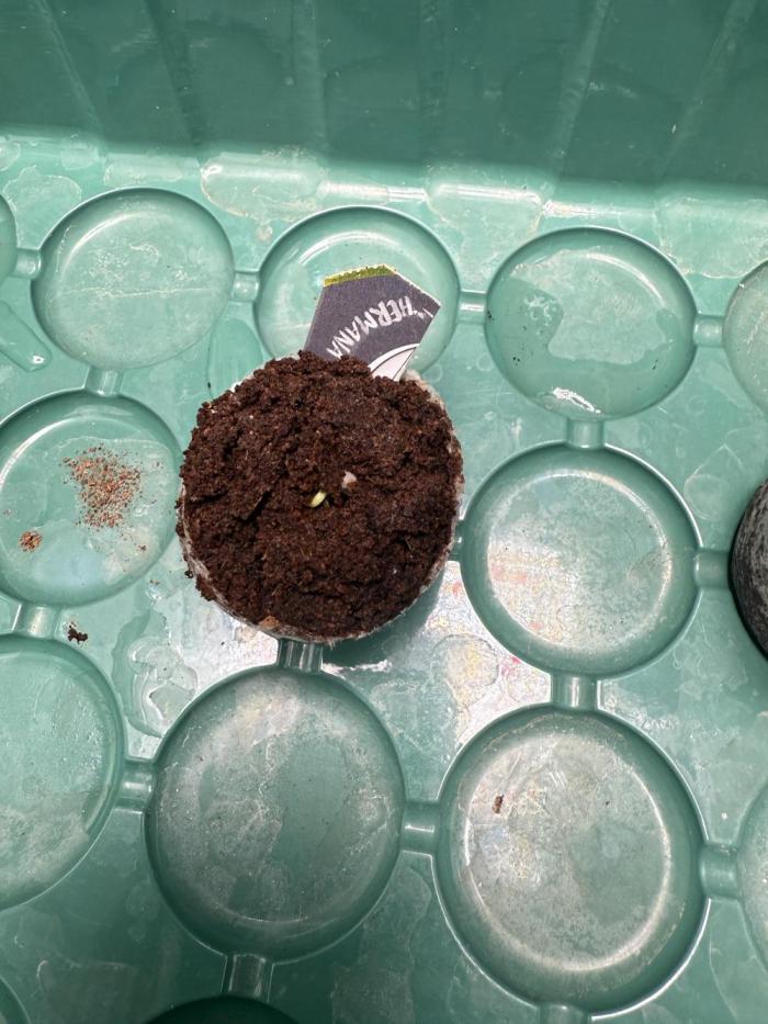 Hermana de la Noche - Super Strains. Week 0