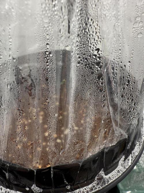 Hermana de la Noche - Super Strains. Week 1