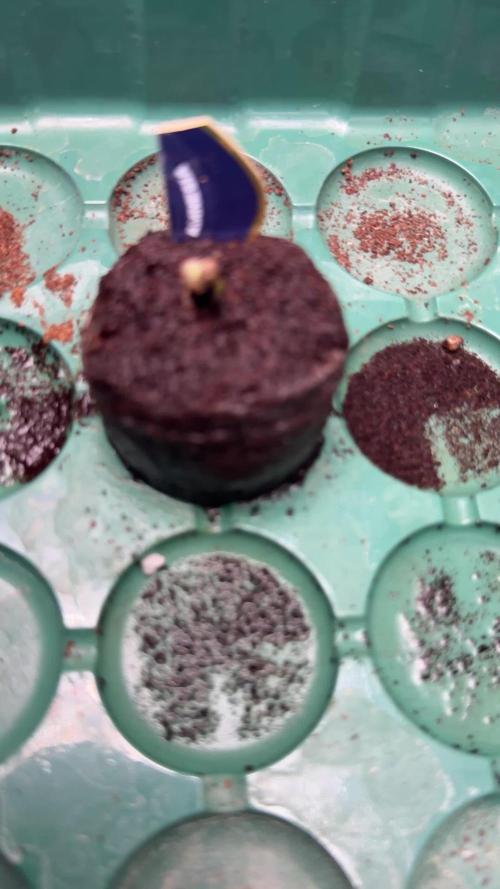 Amnesia - Super Strains