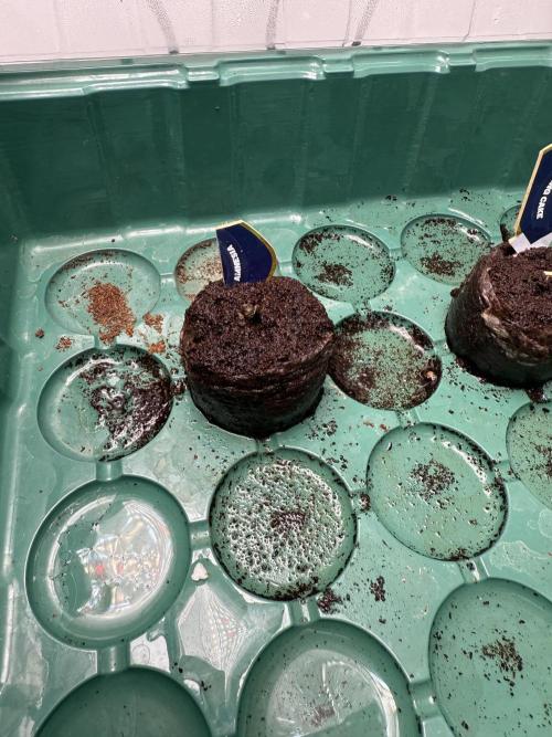 Amnesia - Super Strains. Week 0