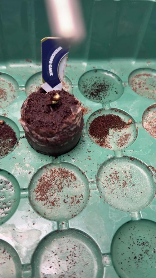 Wedding Cake - Super Strains