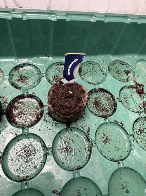 Wedding Cake - Super Strains. Week 0