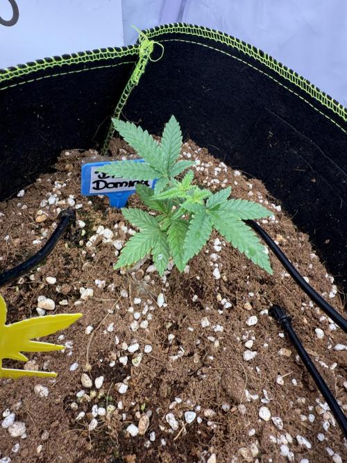 Black Domina - Superstrainseeds. Week 6