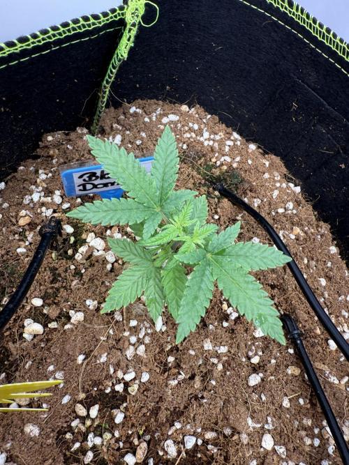 Black Domina - Superstrainseeds. Week 6
