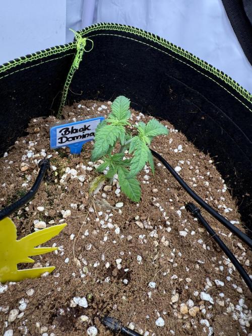 Black Domina - Superstrainseeds. Week 6
