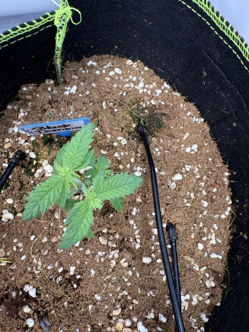 Black Domina - Superstrainseeds. Week 6