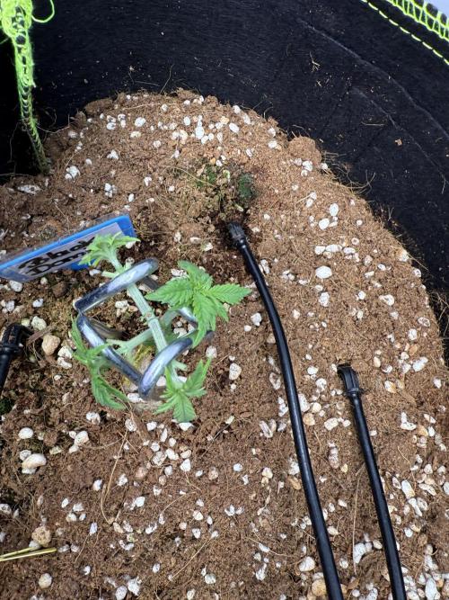 Black Domina - Superstrainseeds. Week 6