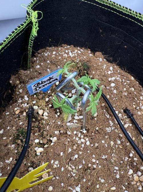 Black Domina - Superstrainseeds. Week 6