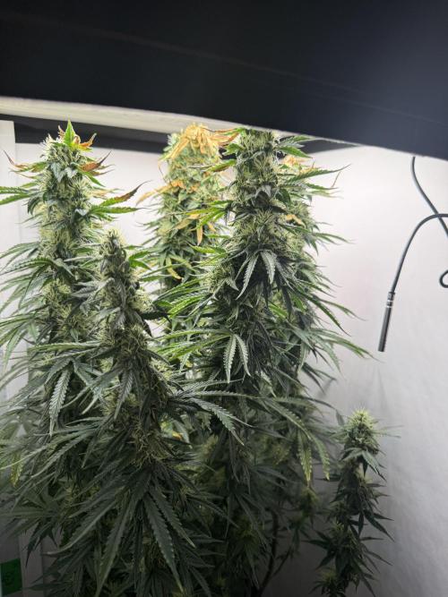 Super Lemon Haze - GHS | VGrow. Week 14