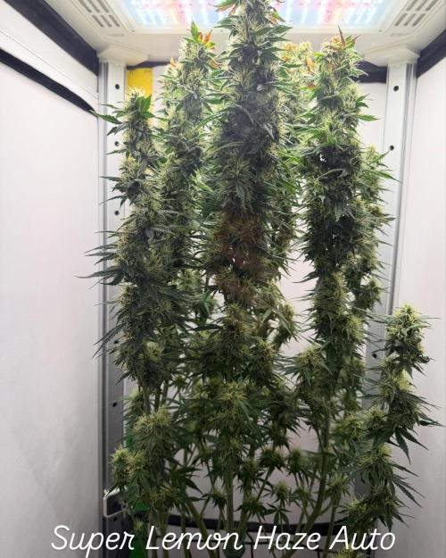 Super Lemon Haze - GHS | VGrow. Week 14