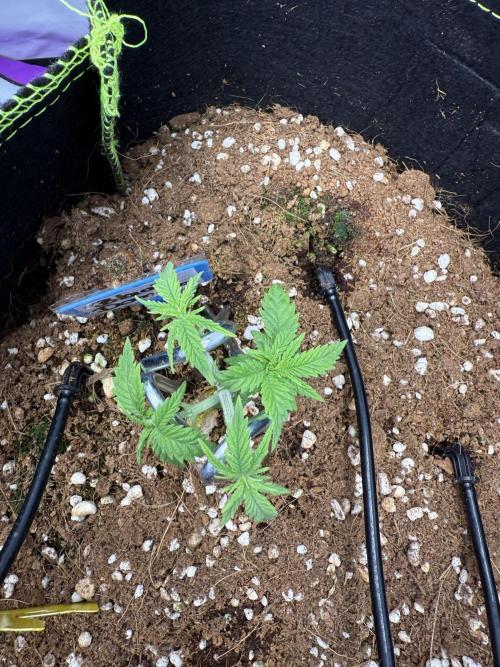 Black Domina - Superstrainseeds. Week 7