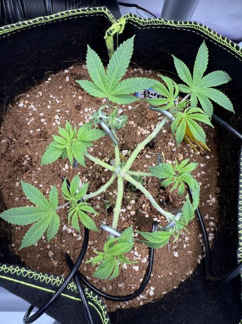 Purple Punch - Super Strains. Week 7